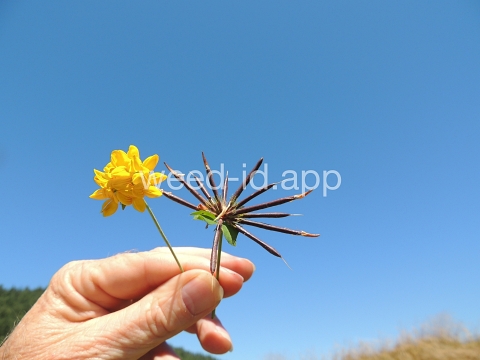 trefoil, birdsfoot